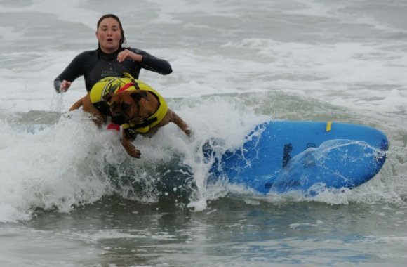 Surf Dog competition 2010 at Surf City USA