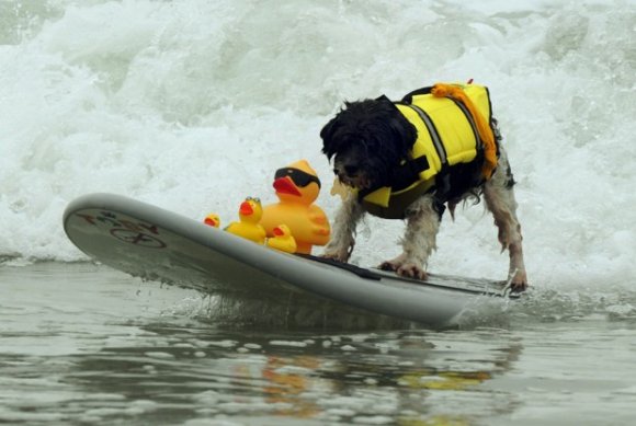Surf Dog competition 2010 at Surf City USA