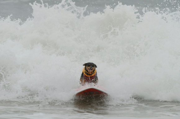 Surf Dog competition 2010 at Surf City USA