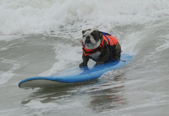 Surf Dog competition 2010 at Surf City USA