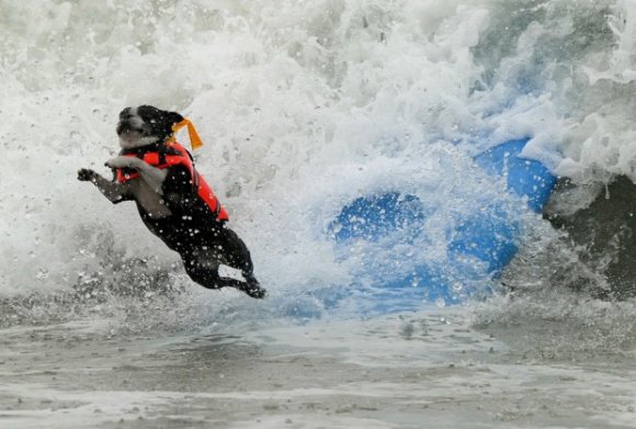 Surf Dog competition 2010 at Surf City USA