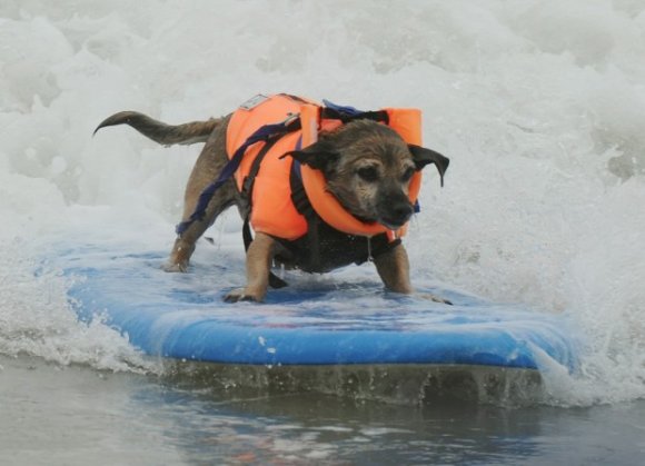 Surf Dog competition 2010 at Surf City USA