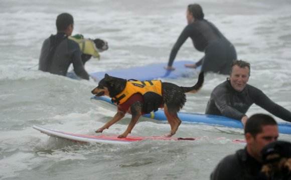 Surf Dog competition 2010 at Surf City USA