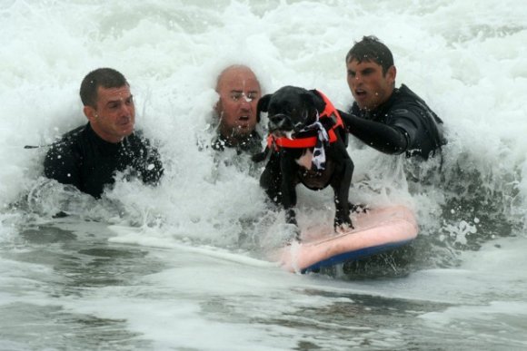 Surf Dog competition 2010 at Surf City USA