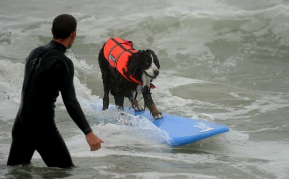 Surf Dog competition 2010 at Surf City USA